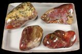 Lot: Lbs Free-Standing, Polished Petrified Wood - Pieces #92425-1